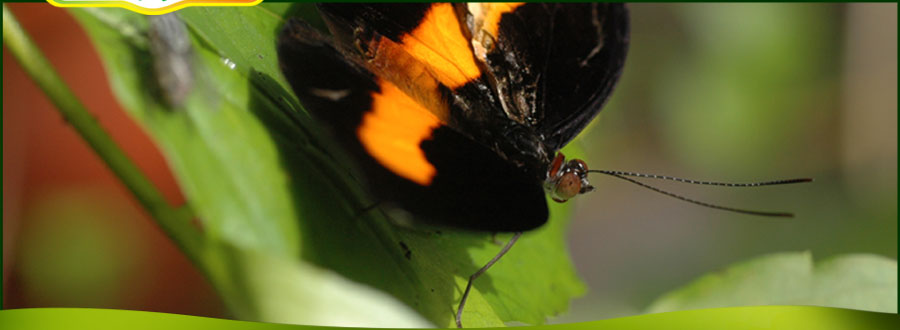 Neotropical Butterfly Park: A Colorful Attraction In Suriname